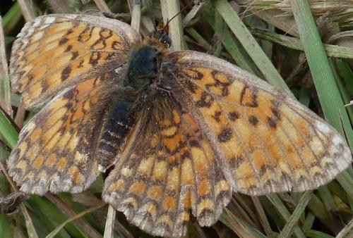 Melitaea phoebe