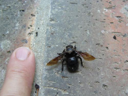 Xylocopa violacea