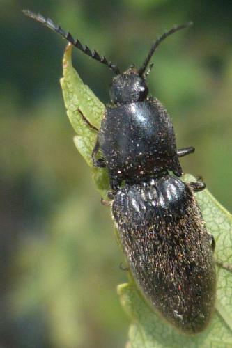 Réf. 72 224 : Hemicrepidius hirtus