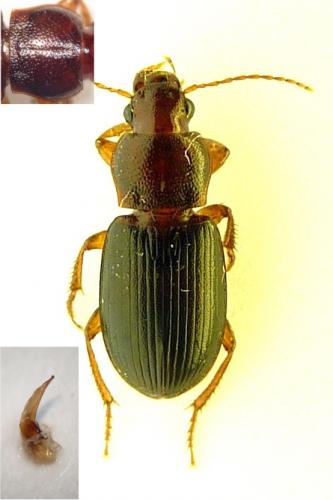 Réf. 72 999 : Ophonus melletii