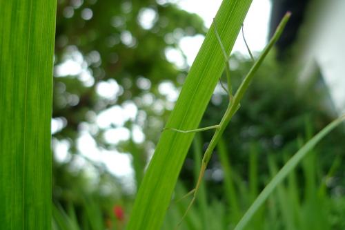 Clonopsis gallica