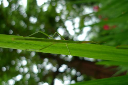 Clonopsis gallica