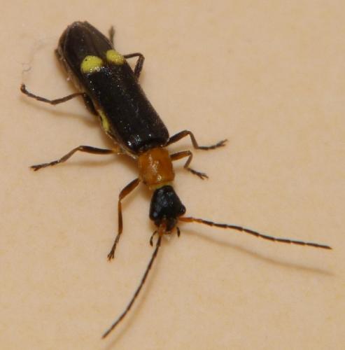 Malthinus rubricollis
