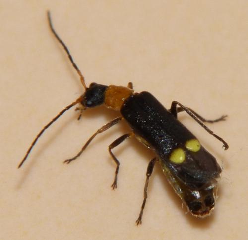 Malthinus rubricollis
