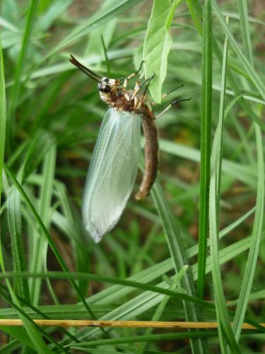 Réf. 72 965 : Myrmeleon formicarius