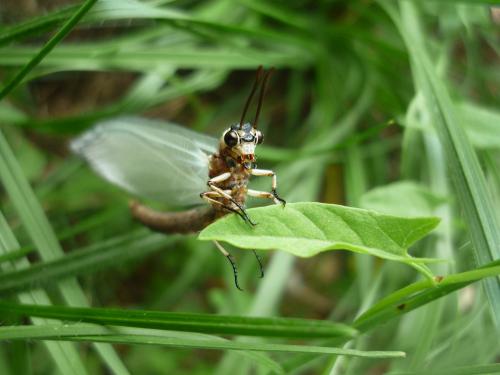 Réf. 72 966 : Myrmeleon formicarius