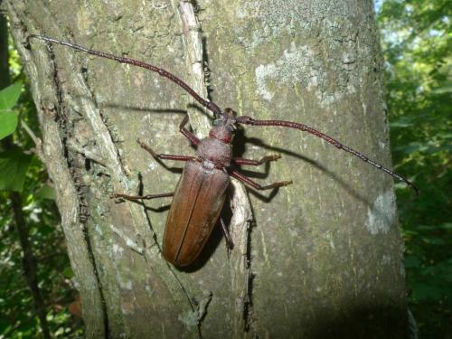 Aegosoma scabricorne