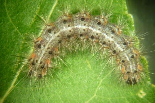 Diaphora sordida