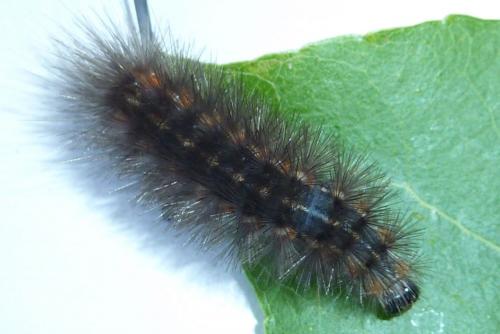 Diaphora sordida