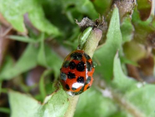 Harmonia axyridis