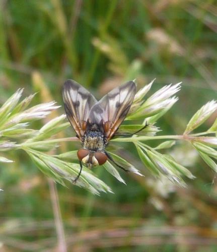 Réf. 72 932 : Ectophasia sp.