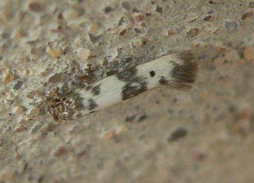 Réf. 72 226 : Enolmis acanthella