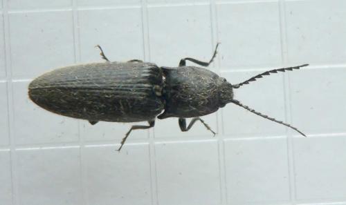 Réf. 72 339 : Hemicrepidius hirtus