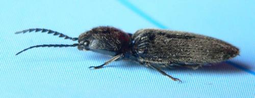 Hemicrepidius hirtus