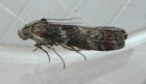 Réf. 72 659 : Phycita roborella