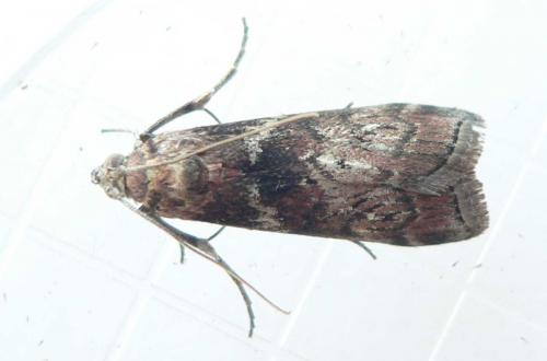 Réf. 72 660 : Phycita roborella