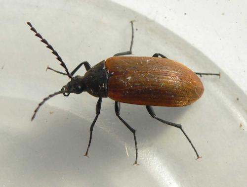 Réf. 72 760 : Pseudocistela ceramboides