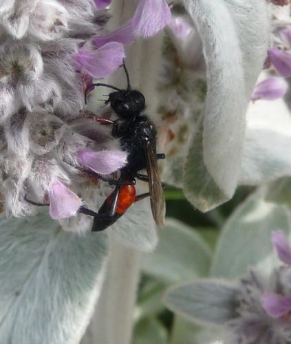 Podalonia hirsuta