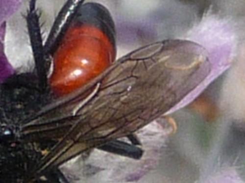 Podalonia hirsuta
