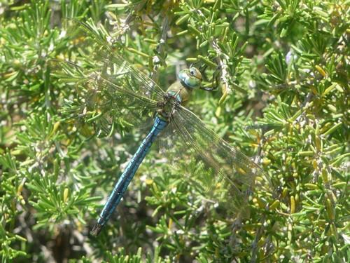 Anax imperator