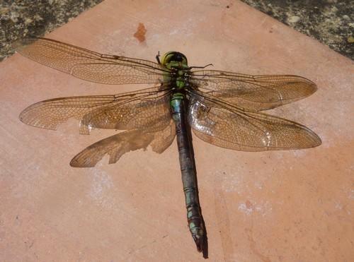Anax imperator