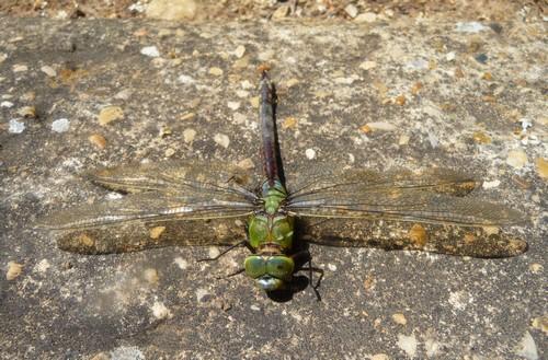 Anax imperator