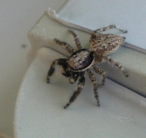 Réf. 72 218 : Menemerus taeniatus