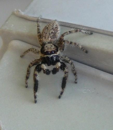 Réf. 72 217 : Menemerus taeniatus