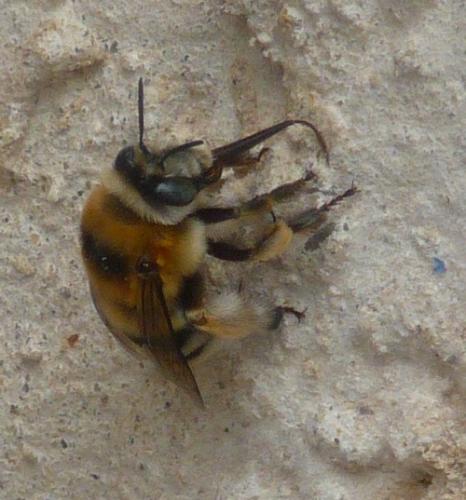 Anthophora robusta