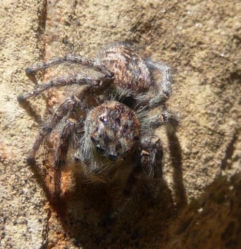 Philaeus chrysops