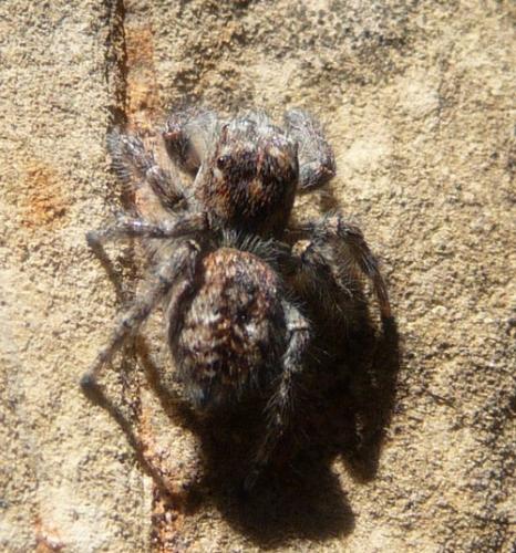 Philaeus chrysops