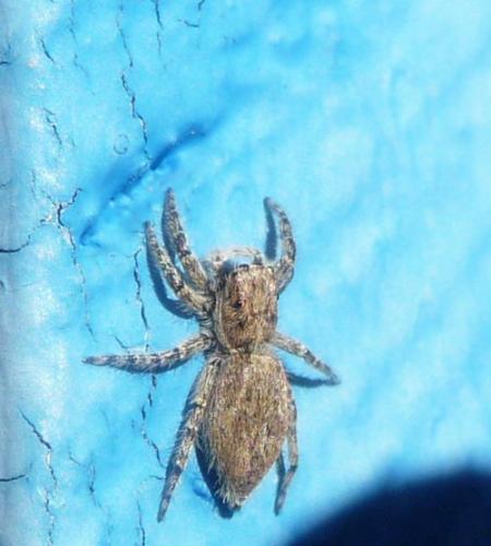 Menemerus taeniatus