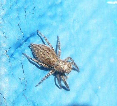 Menemerus taeniatus