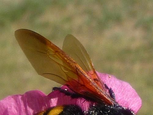 Megascolia maculata flavifrons