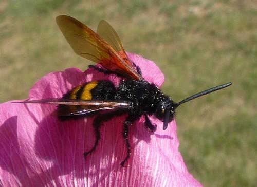 Réf. 72 416 : Megascolia maculata