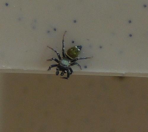 Heliophanus sp.