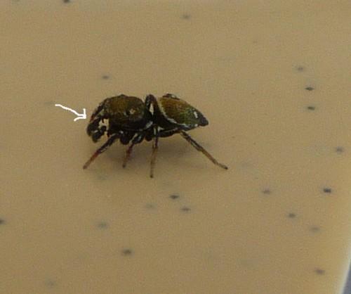 Heliophanus sp.