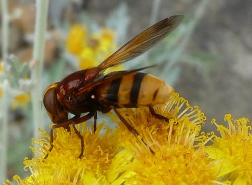 Réf. 72 790 : Volucella zonaria