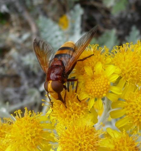 Réf. 72 789 : Volucella zonaria