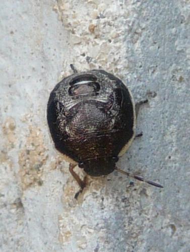 Stagonomus venustissimus
