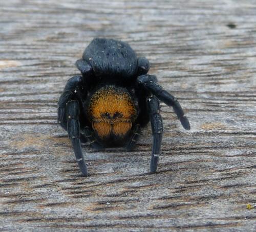 Eresus kollari