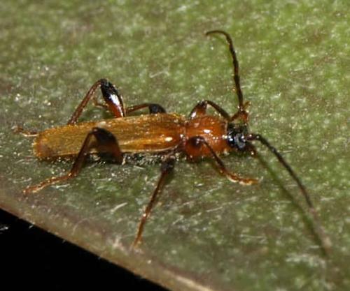 Phymatodes testaceus