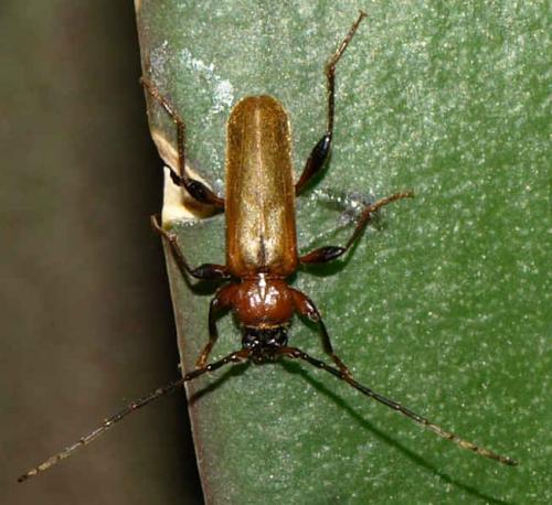 Phymatodes testaceus