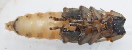Mesosa nebulosa