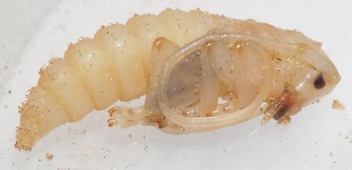 Mesosa nebulosa
