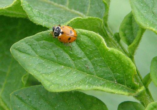 Hippodamia variegata