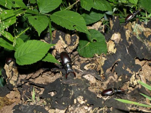Lucanus cervus