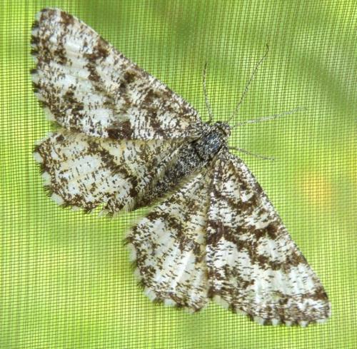 Réf. 72 123 : Ematurga atomaria