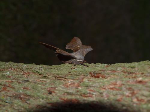 Laothoe populi
