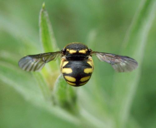 Anthidiellum strigatum